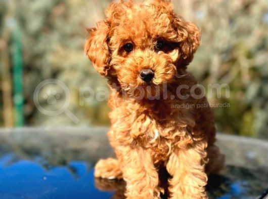 Türkiyenin En Güzel Toy Poodle Yavruları görsel