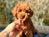 Türkiyenin En Güzel Toy Poodle Yavruları