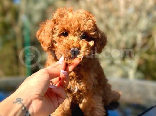 Türkiyenin En Güzel Toy Poodle Yavruları görsel