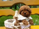 Mutluluk Kaynaği Red Brown Toy Poodle Bebekler