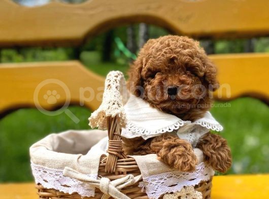 Mutluluk Kaynaği Red Brown Toy Poodle Bebekler görsel