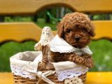 Mutluluk Kaynaği Red Brown Toy Poodle Bebekler
