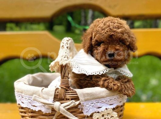 Mutluluk Kaynaği Red Brown Toy Poodle Bebekler görsel