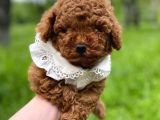 MUTLULUK KAYNAĞI RED BROWN TOY POODLE BEBEKLER
