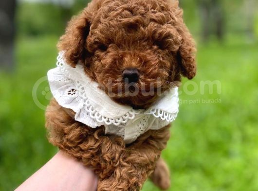 Mutluluk Kaynaği Red Brown Toy Poodle Bebekler