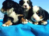 Bernese Mountai̇n Dog Yavrulari̇