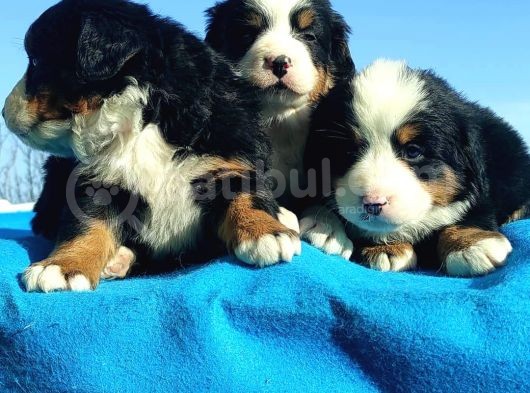 Bernese Mountai̇n Dog Yavrulari̇ görsel