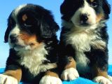 Bernese Mountai̇n Dog Yavrulari̇