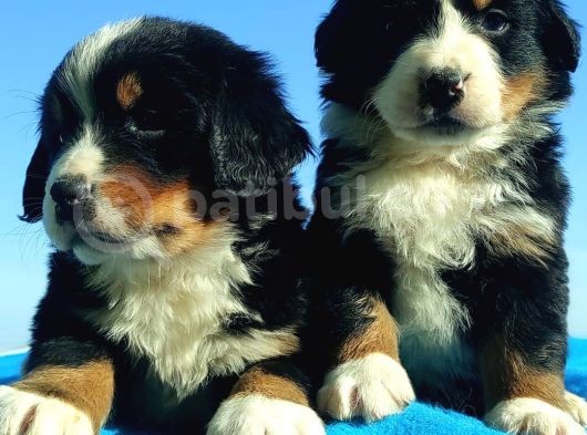 Bernese Mountai̇n Dog Yavrulari̇ görsel
