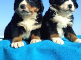 Bernese Mountai̇n Dog Yavrulari̇