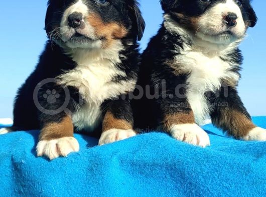 Bernese Mountai̇n Dog Yavrulari̇ görsel
