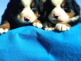 BERNESE MOUNTAİN DOG YAVRULARİ