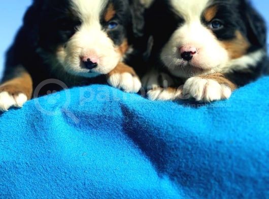 Bernese Mountai̇n Dog Yavrulari̇