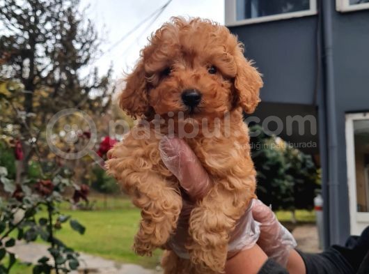Vonalpet Garanti̇si̇yle Mükemmel Kali̇tede Poodle Yavrularimiz görsel