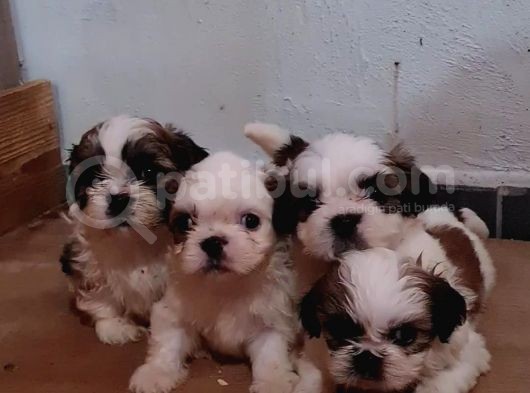 Vonalpet Garanti̇si̇yle Mükemmel Kali̇tede Shi̇h Tzu  Yavrularimiz görsel
