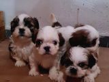 VONALPET GARANTİSİYLE MÜKEMMEL KALİTEDE SHİH TZU  YAVRULARIMIZ