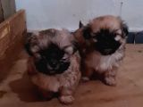 Vonalpet Garanti̇si̇yle Mükemmel Kali̇tede Morki̇e  Yavrularimiz