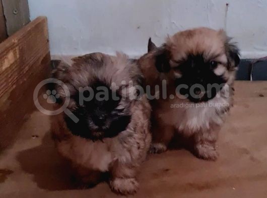 Vonalpet Garanti̇si̇yle Mükemmel Kali̇tede Morki̇e  Yavrularimiz görsel