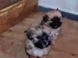Vonalpet Garanti̇si̇yle Mükemmel Kali̇tede Morki̇e  Yavrularimiz