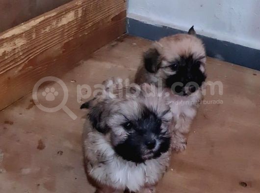 Vonalpet Garanti̇si̇yle Mükemmel Kali̇tede Morki̇e  Yavrularimiz görsel