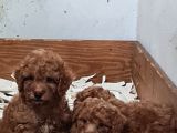 Vonalpet Garanti̇si̇yle Mükemmel Kali̇tede Poodle Yavrularimiz