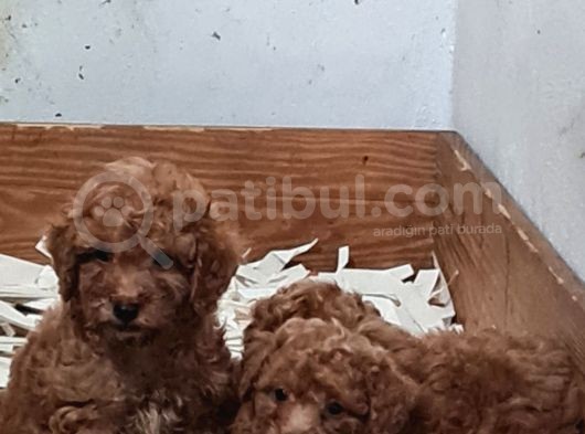 Vonalpet Garanti̇si̇yle Mükemmel Kali̇tede Poodle Yavrularimiz görsel