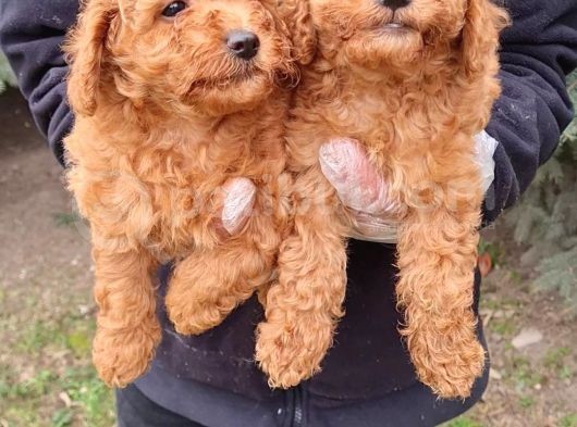 Vonalpet Garanti̇si̇yle Mükemmel Kali̇tede Poodle Yavrularimiz
