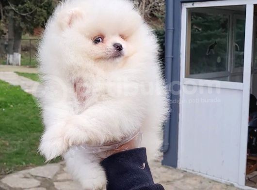 Vonalpet Garanti̇si̇yle Mükemmel Kali̇tede Pomeri̇an Boo Yavrularimiz görsel