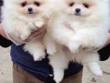 VONALPET GARANTİSİYLE MÜKEMMEL KALİTEDE POMERİAN BOO YAVRULARIMIZ