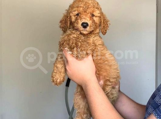 Irk Standartlari Hari̇kasi Poodle Yavrular
