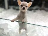 Vonalpet Garanti̇si̇yle Mükemmel Kali̇tede Chi̇huahua  Yavrularimiz