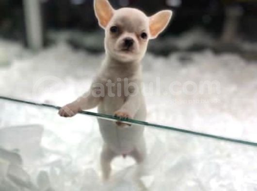 Vonalpet Garanti̇si̇yle Mükemmel Kali̇tede Chi̇huahua  Yavrularimiz görsel