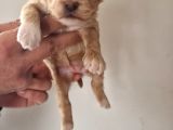 Orjinal Maltipoo Yavrularımız