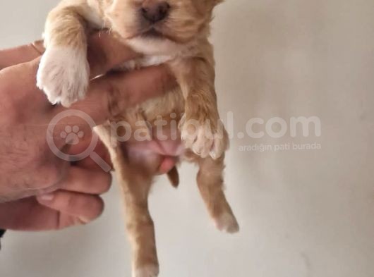 Orjinal Maltipoo Yavrularımız görsel