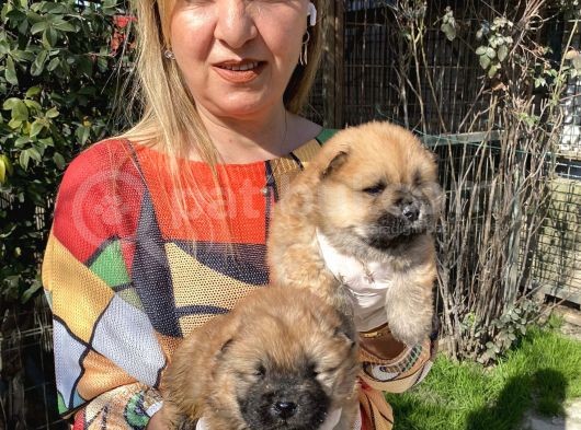Irk Garantili Muh Çin Aslanı Chow Chow Yavrularımız görsel
