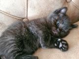 British Shorthhair Yavru Siyah