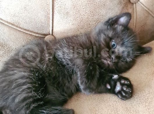 British Shorthhair Yavru Siyah görsel