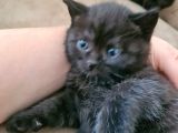 British Shorthhair Yavru Siyah