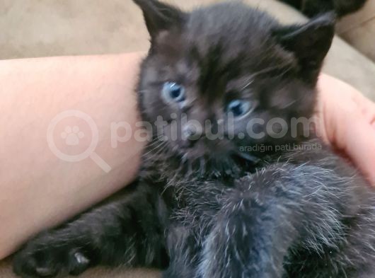 British Shorthhair Yavru Siyah görsel