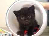 British Shorthhair Yavru Siyah