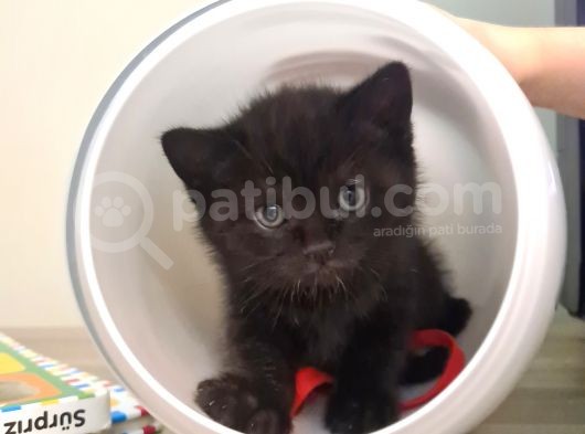 British Shorthhair Yavru Siyah görsel