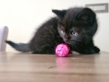 British Shorthhair Yavru Siyah