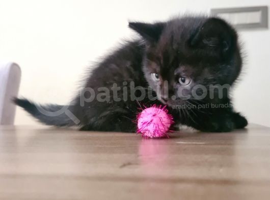 British Shorthhair Yavru Siyah görsel
