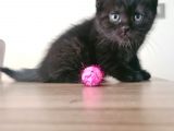 British shorthhair yavru siyah