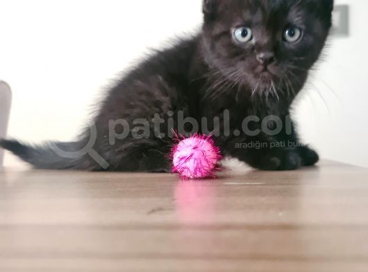 British Shorthhair Yavru Siyah