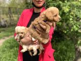 Maltipoo Red Yavrularım Sağlık Ve Irk Garantilidir