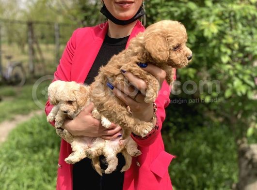 Maltipoo Red Yavrularım Sağlık Ve Irk Garantilidir görsel
