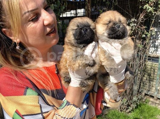 Irk Garantili Muh Çin Aslanı Chow Chow Yavrularımız görsel