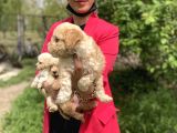 Maltipoo Red Yavrularım Sağlık Ve Irk Garantilidir