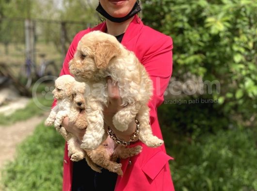 Maltipoo Red Yavrularım Sağlık Ve Irk Garantilidir görsel